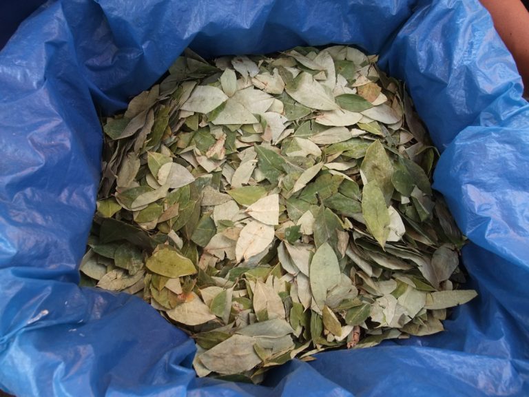 Las hojas de coca blog frehberg